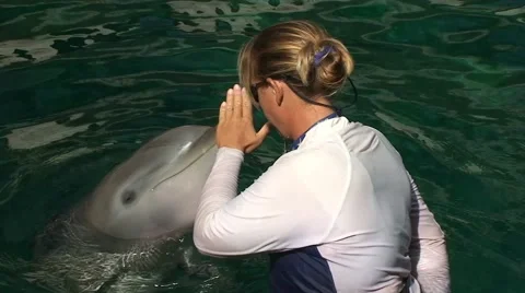 Trainer communicates with dolphins in water Stock Footage 53353811