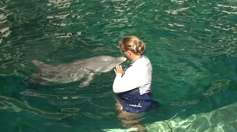 Trainer communicates with dolphins in water Stock Footage 53353960