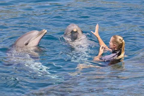 Trainer communicating with bottlenose dolphins in clear blue water Stock Photos