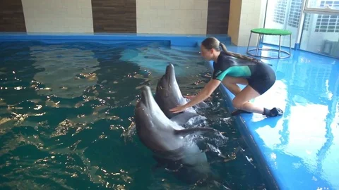 Trainer diving under the water with dolphins in the pool slow motion Stock Footage 73120207