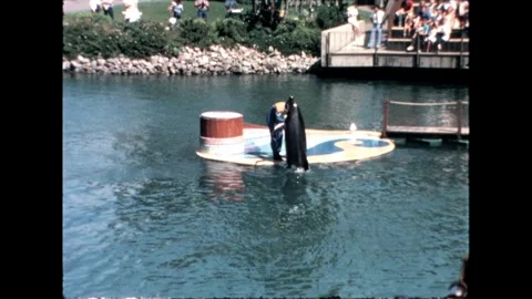 Trainer with dolphin Stock Footage 276290396