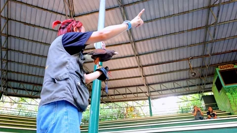 Trainer Engages ence with Bird Demonstration in Outdoor Arena Stock Footage 337784765