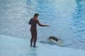 Trainer feeding killer whale and riding it Footage