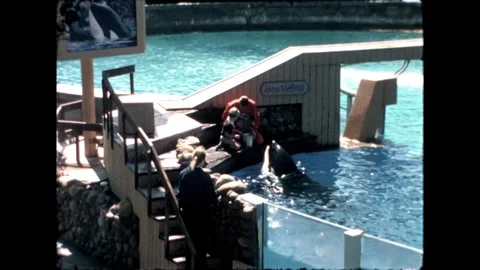 Trainer Feeding Orca Video stock 276290347