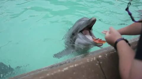 Trainer feeds a dolphin 動画素材 10562940