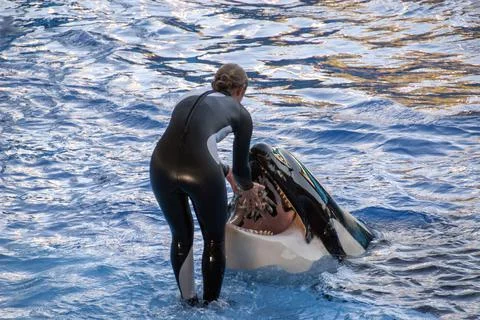 The trainer feeds the Orca Stock Photos