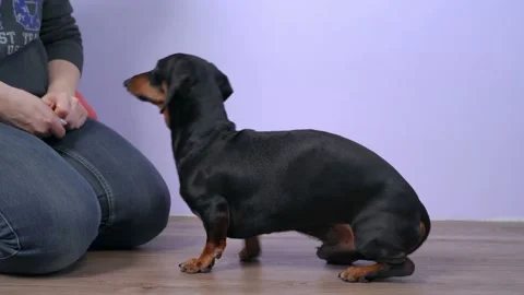 Trainer gives Spin command to dachshund dog on wooden floor Video stock 158902180