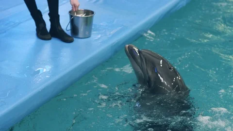 Trainer giving fish during feeding dolphin swimming in blue water floating pool Stock-Footage 90816604