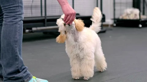 A trainer, handler, with the help of food Video stock 258578957