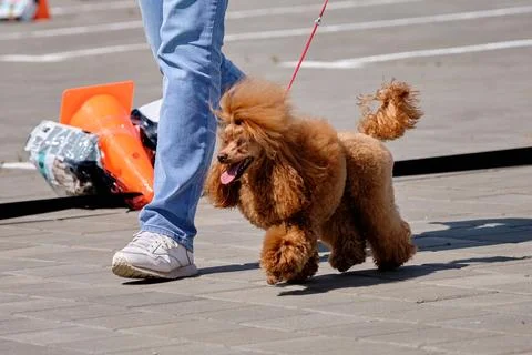 Trainer, handler leads a miniature modern-colored poodle next to him in the.. Stock Photos