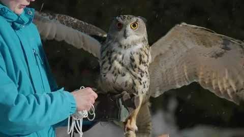 Trainer holding eagle owl on leash, bird flapping wings, taking off and flying Stock-Footage 197645776