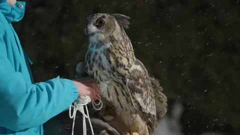 Trainer holding eagle owl on leash, bird sitting on woman hand, spreading wings Video stock 198303362