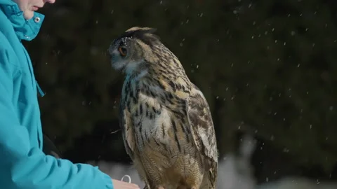 Trainer holds and talks to eagle owl on leash, bird turns head and opens beak Stock-Footage 200741938