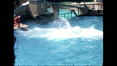 Trainer with Leaping Orca at SeaWorld Stock Footage 276290358