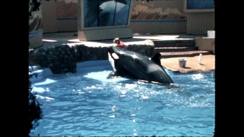 Trainer with Orca on Platform at SeaWorld Stock Footage 276290361