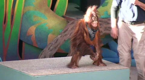 Trainer Playing with Orangutans Face 스톡 동영상 374261