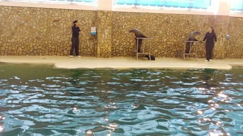 Trainer playing with sea lions Stock-Footage 138300573