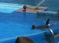 trainer rides the Killer Whale Footage