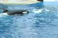Trainer riding killer whale Footage