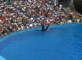 Trainer surfs on rotating killer whale Footage