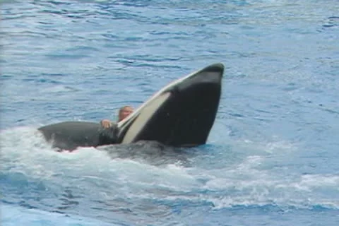 Trainer swimming with killer whale Vídeos de archivo 8914876