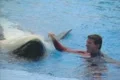 Trainer swimming with killer whale Footage