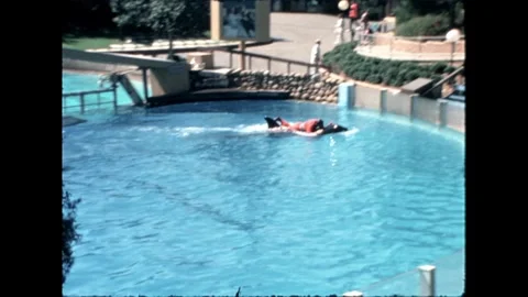 Trainer Swimming with Orca Video stock 276290345