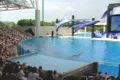 Trainer talking to audience about show Footage