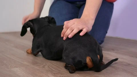 Trainer teaches dachshund to sit and lie down properly, holding back of dog with Stockbeeldmateriaal 160375697