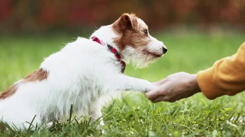 Trainer teaching her dog to give a paw, puppy training Stock Footage 292395844