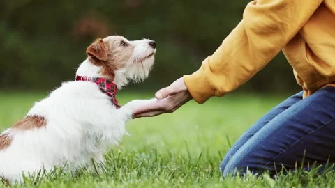 Trainer teaching her dog to giving paw and shaking hand Stock Footage 243101277
