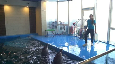 Trainer throws round toys into the pool and dolphins bring them back slow motion Stock Footage 73115901