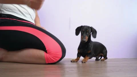 Trainer throws treats on floor teaching puppy to find things Stock Footage 162003217