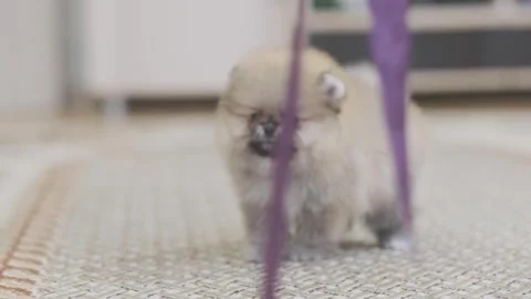 The trainer tries to switch the attention of the Pomeranian dog Stock Footage 251338908