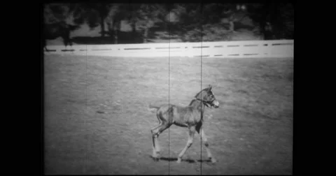 Trainer walking with thoroughbred and colt Stock Footage 43391639