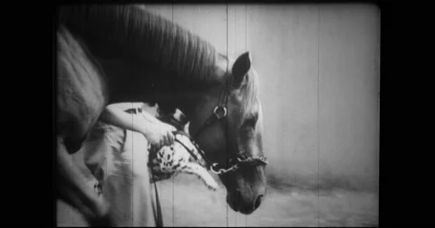 Trainer walking with thoroughbred and a horse in stable Stock Footage 43396022