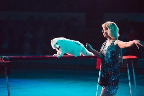 Trainer with a white Fox. speech at the Circus 写真素材