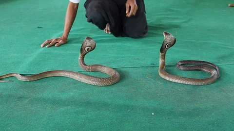 Trainer working with a cobra Video stock 105025357