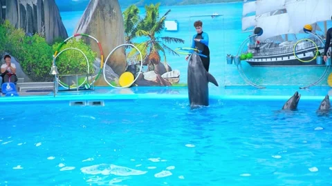 Trainer working with dolphin in blue pool. Man performs trick with animal at Stock Footage 337929629