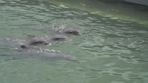 Trainer working with dolphins swimming together  Stock Footage 87416108