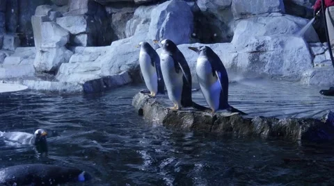 Trainers clean gentoo penguins inside the cold aquarium Stock Footage 60224792