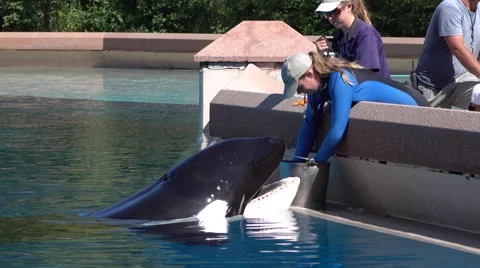 Trainers Clean The Teeth Of A Captive Killer Whale Orca At A Marine Park Stock Footage 55218896