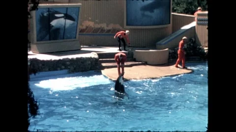 Trainers Interacting with Orcas at SeaWorld Video stock 276290363