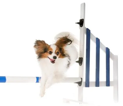Training of agility Stock Photos