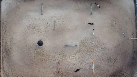 Training in the arena for show jumping Stock Footage 164685735