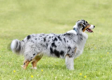 Training of australian shepherd Stock Photos
