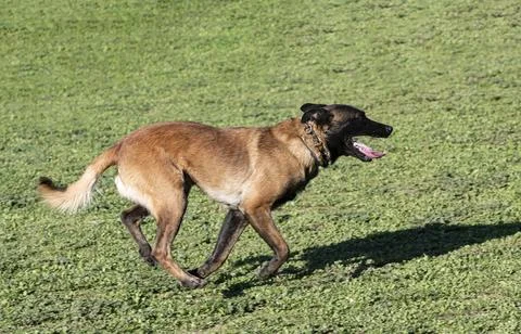 Training of belgian shepherd Stock Photos