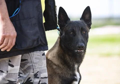 Training of belgian shepherd Stock Photos