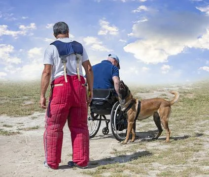 Training of belgian shepherd Stock Photos