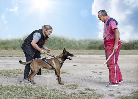 Training of belgian shepherd Stock Photos